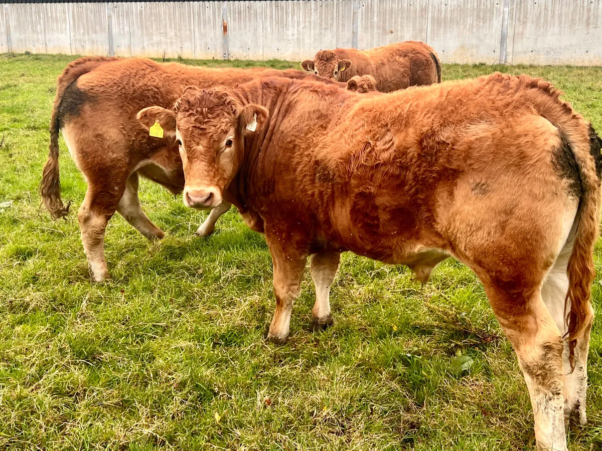 500kg Super Bullocks Leinster Livestock - Image 1