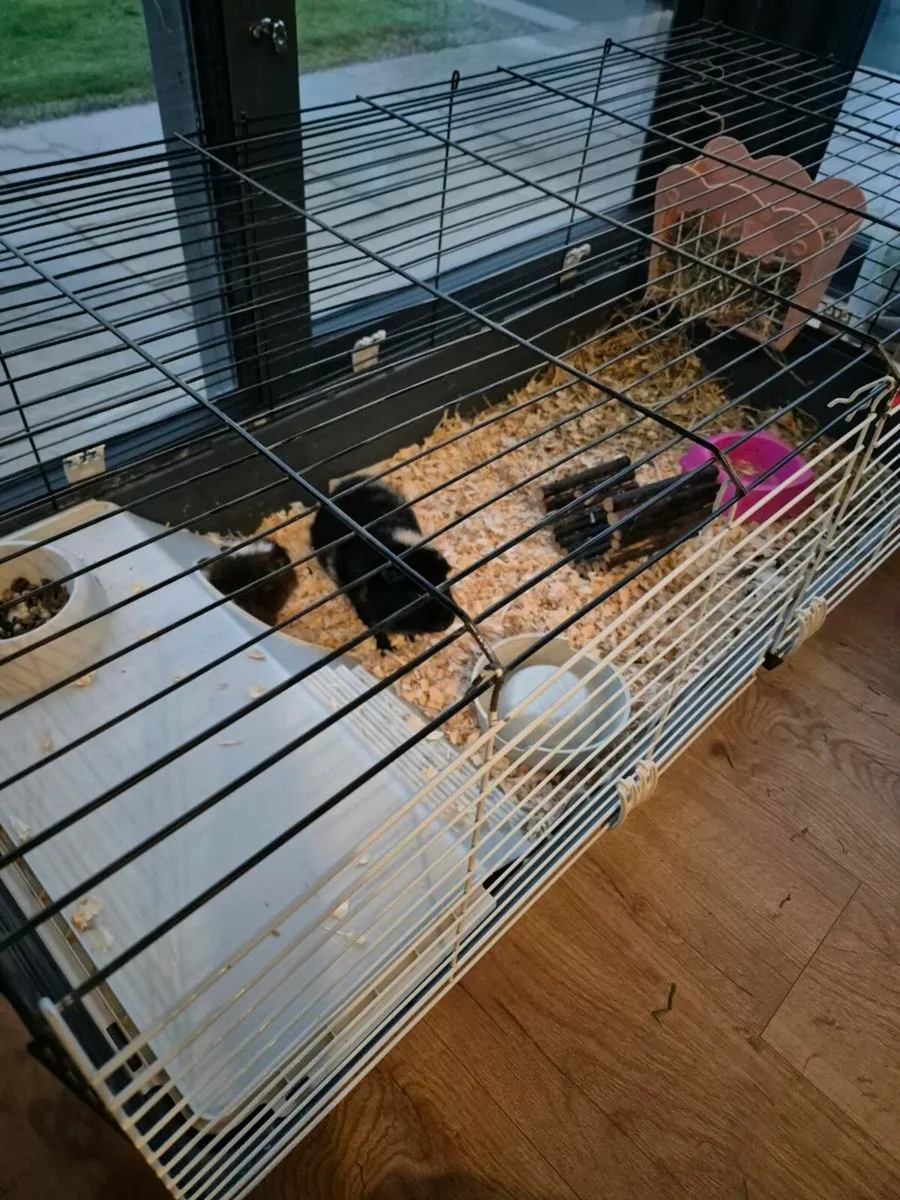 Guinea pig - Image 1