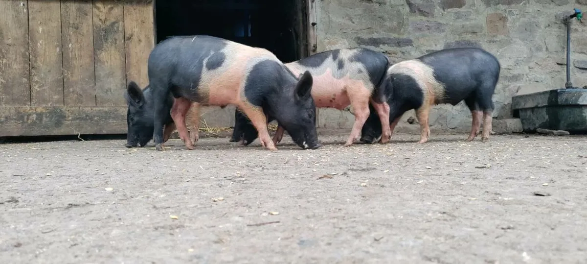 Weaners - Image 2