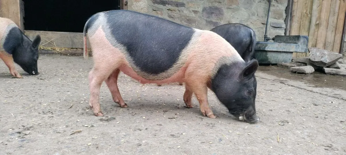 Weaners - Image 3