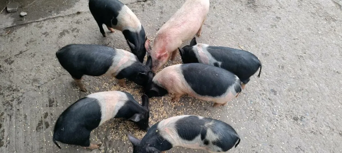 Weaners - Image 1