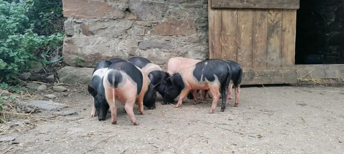 Weaners - Image 4