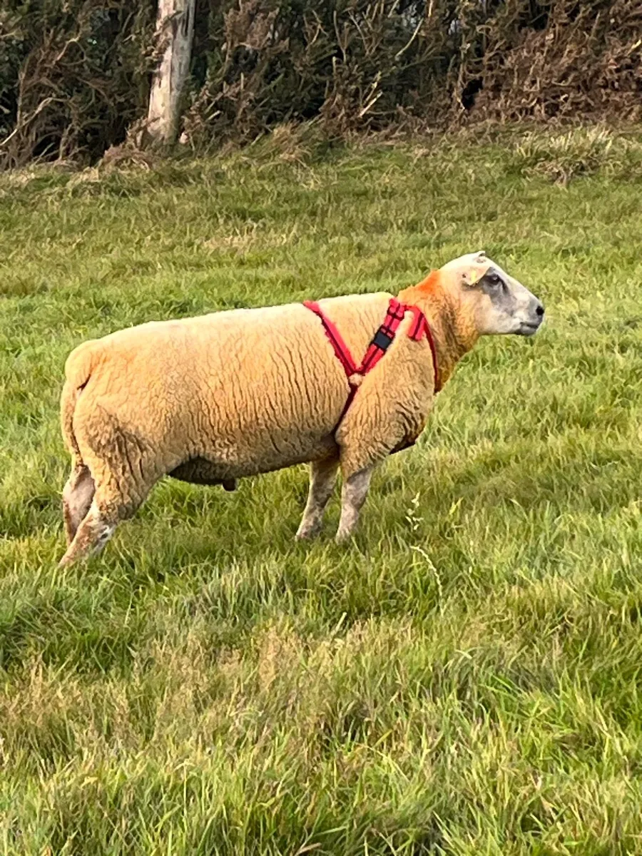 Charollais Beltex X - Image 1
