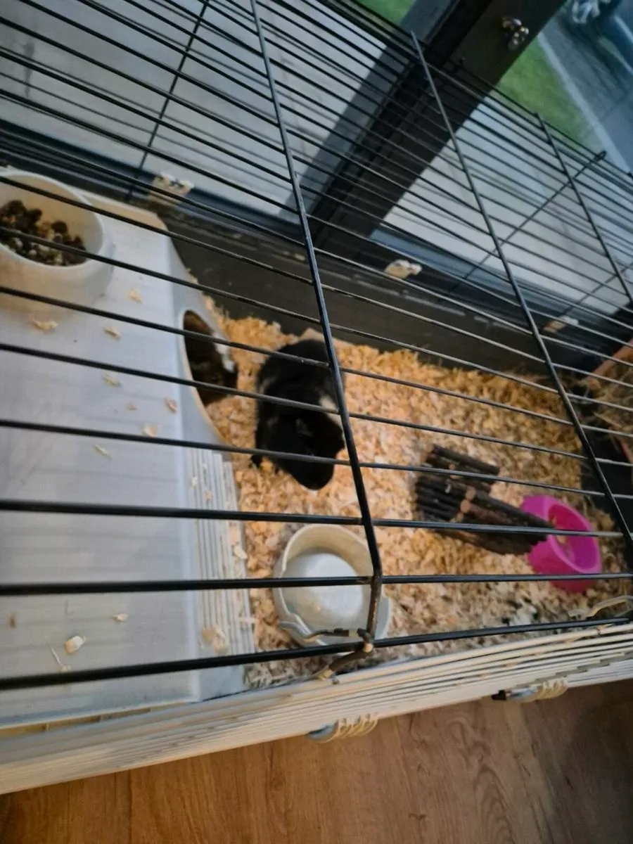 Guinea pig - Image 2