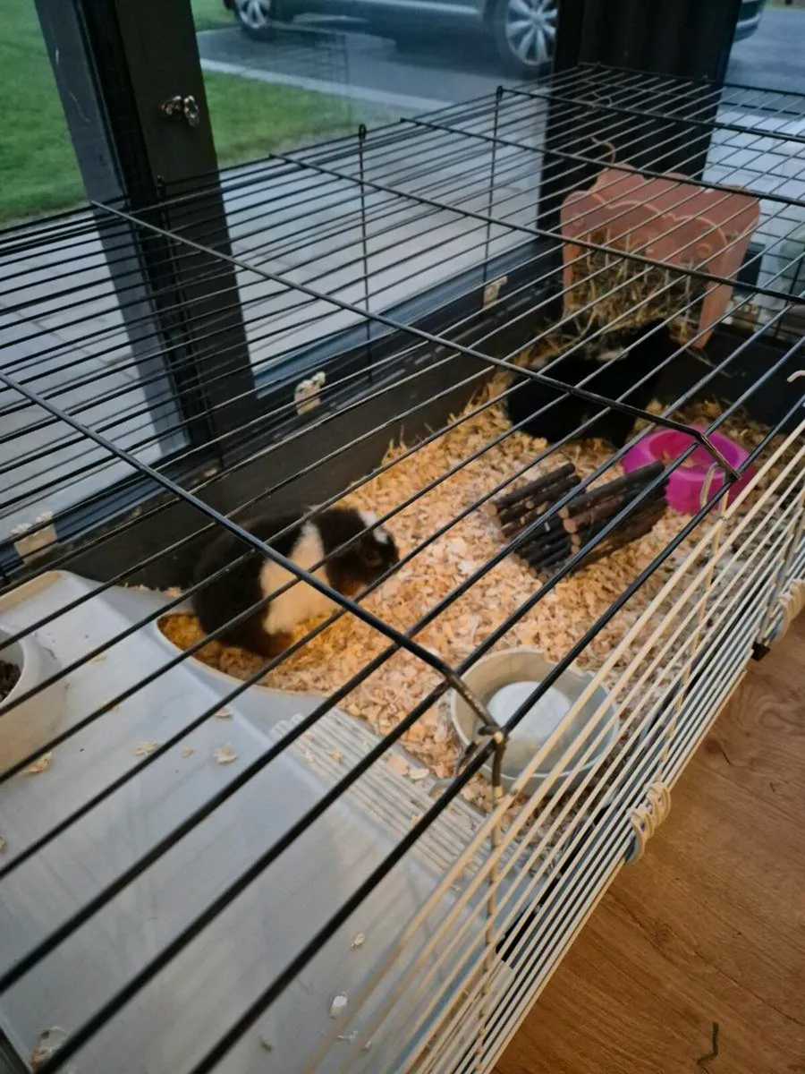 Guinea pig - Image 3