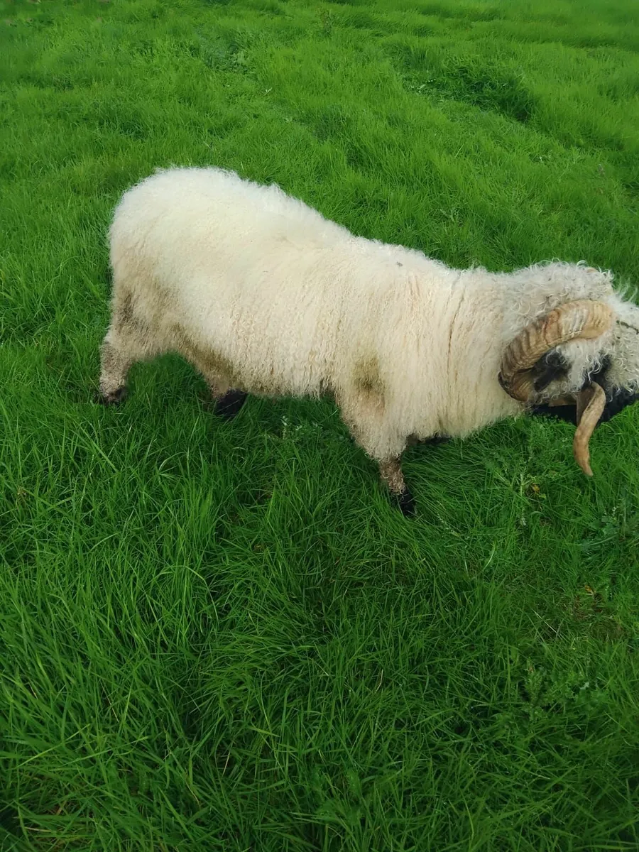 Blacknose Valais Ram - Image 2