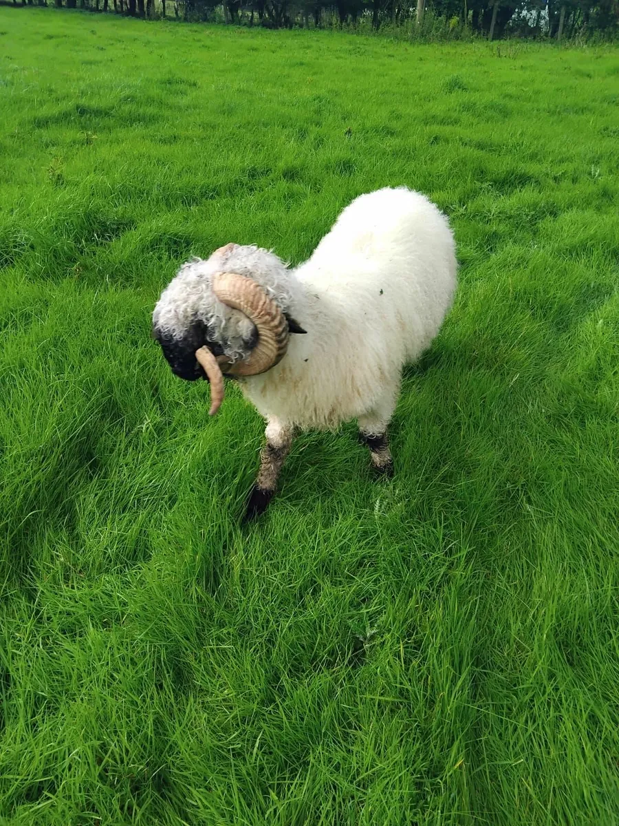 Blacknose Valais Ram - Image 3