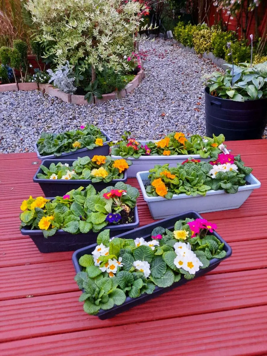 Spring Window Boxes - Image 1