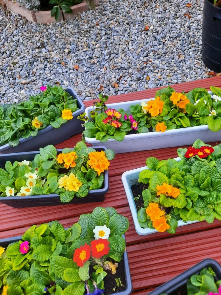 Spring Window Boxes - Image 2