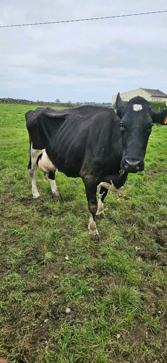 FRIESIAN COW - Image 1