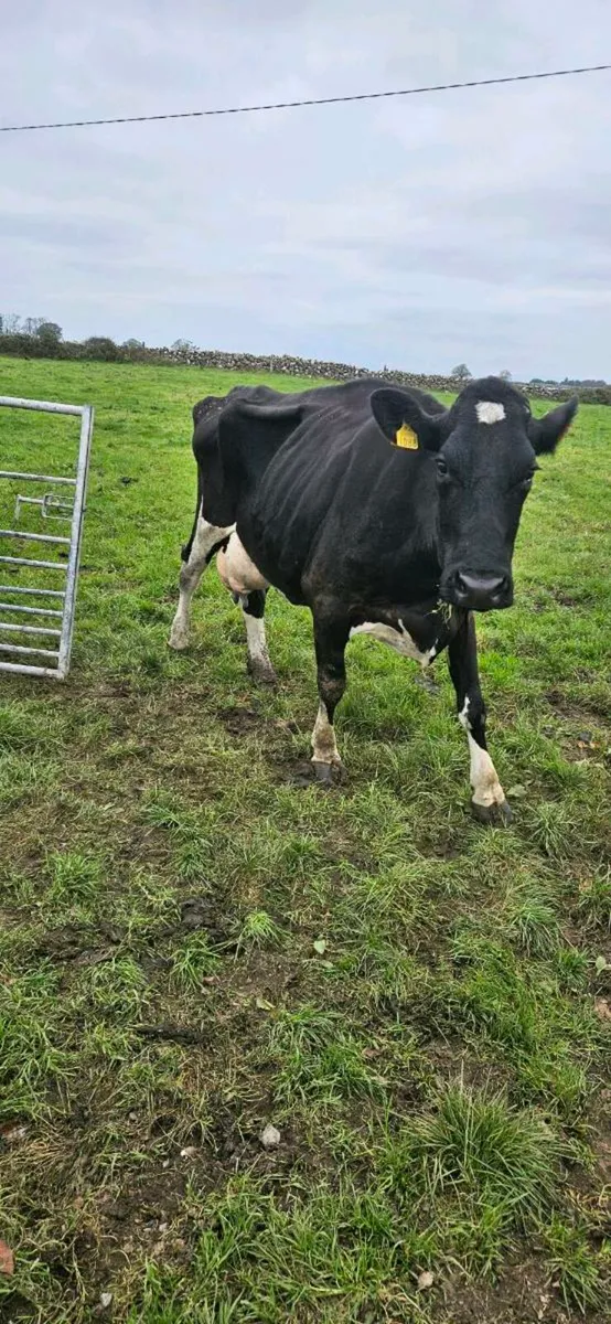 FRIESIAN COW - Image 2