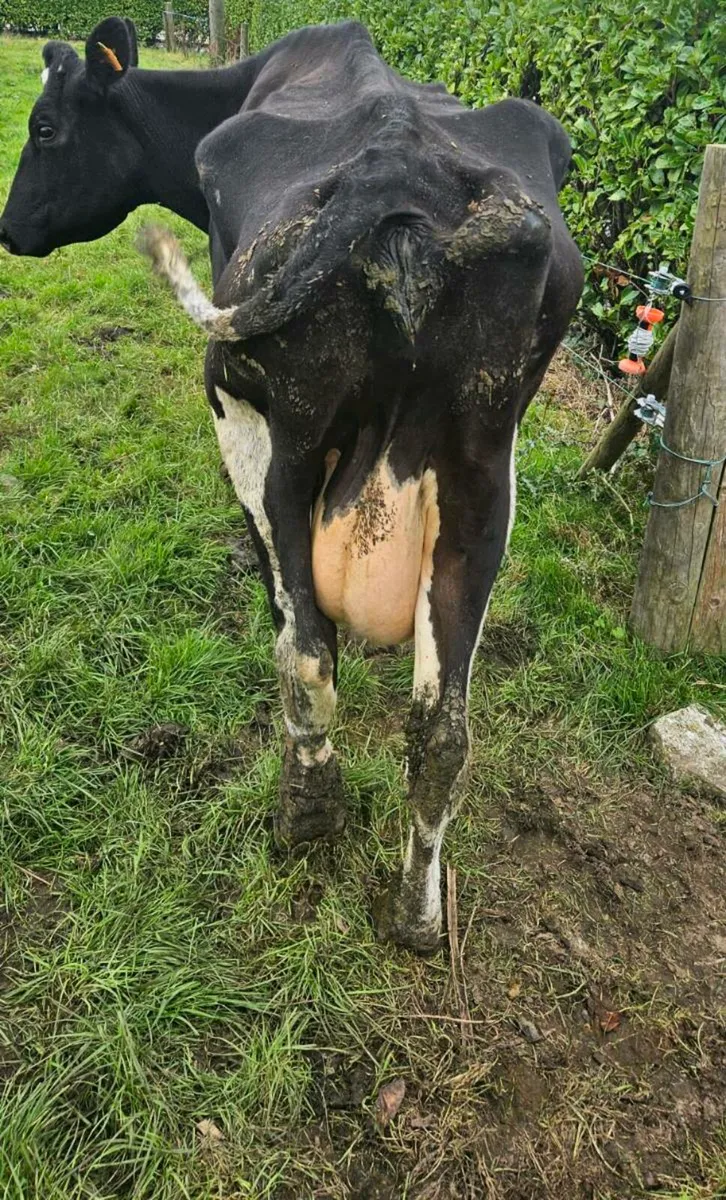 FRIESIAN COW - Image 3