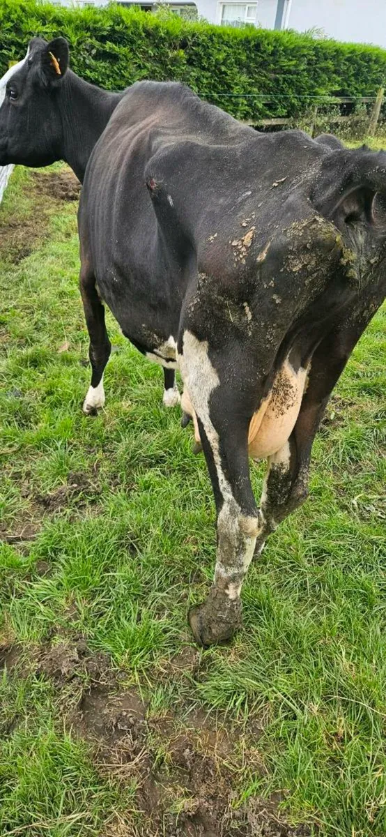 FRIESIAN COW - Image 4