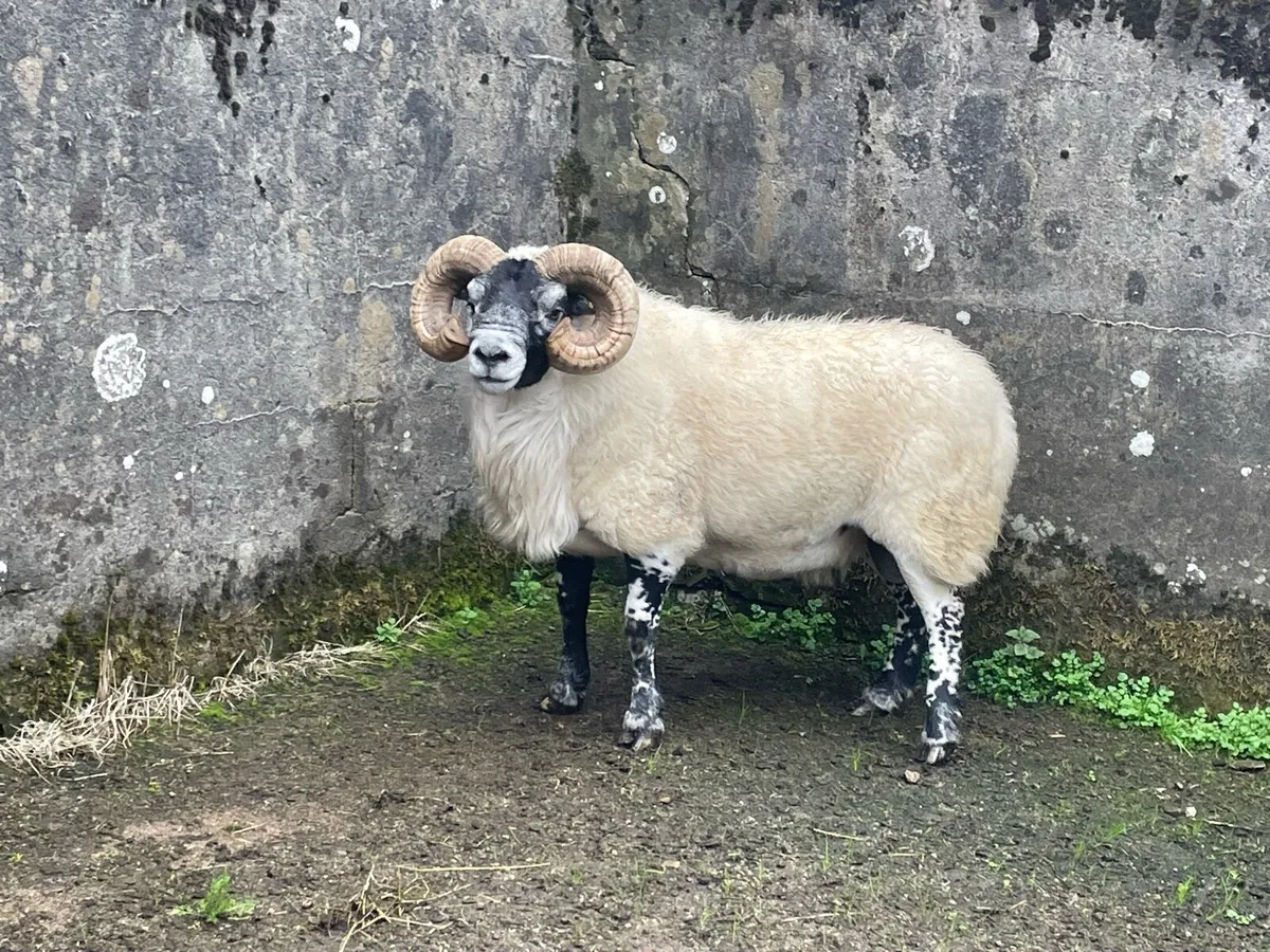 Lanark rams - Image 4
