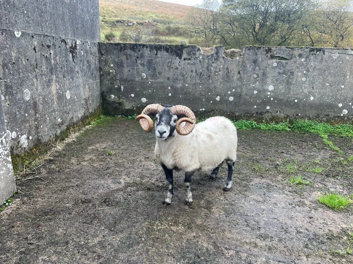 Lanark rams - Image 2