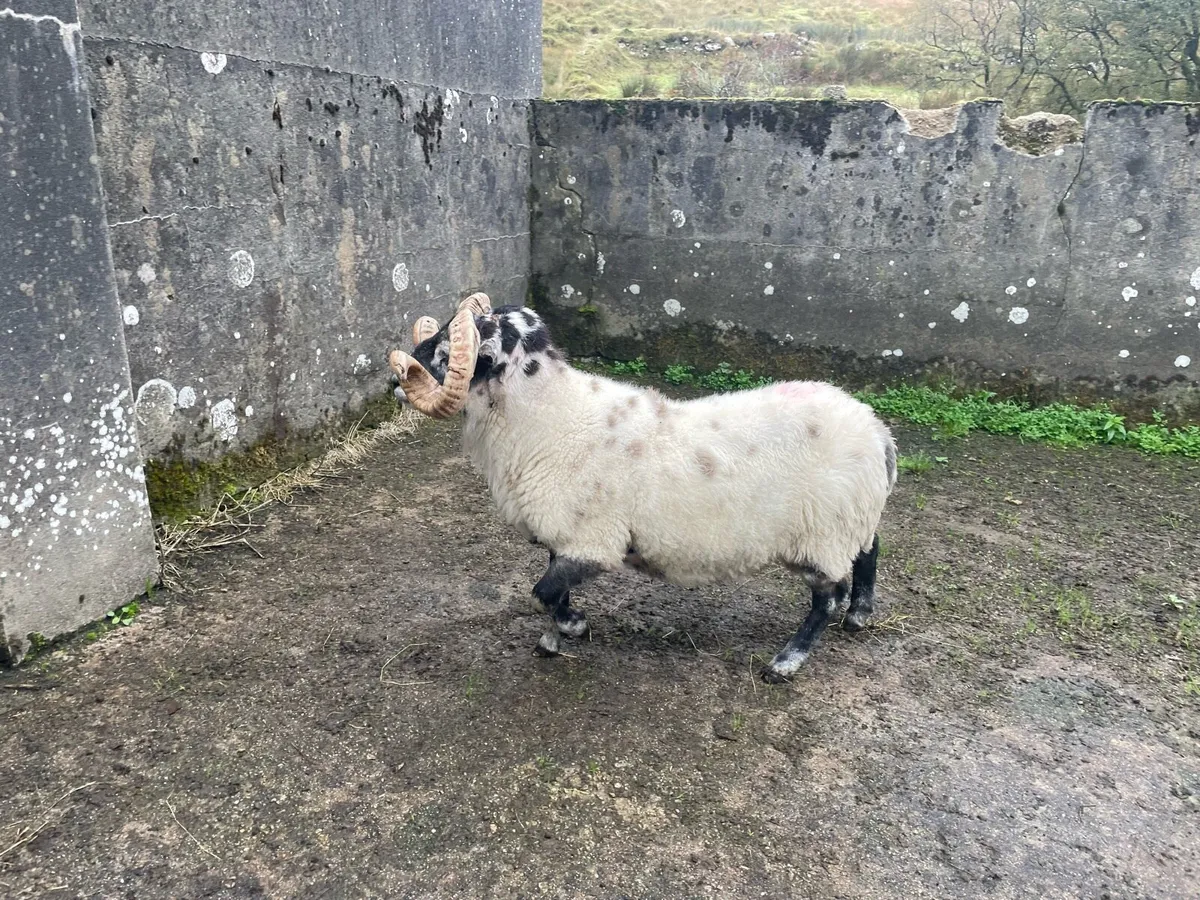 Lanark rams - Image 3