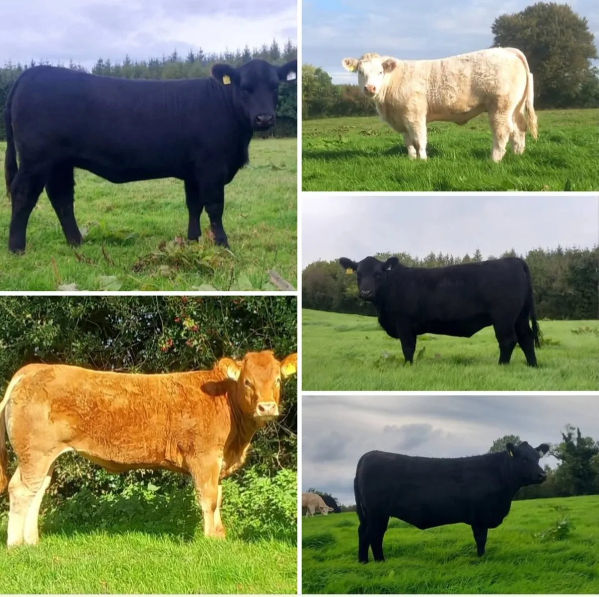 ONLINE TIMED AUCTION 17TH-20TH OCTOBER - Image 1