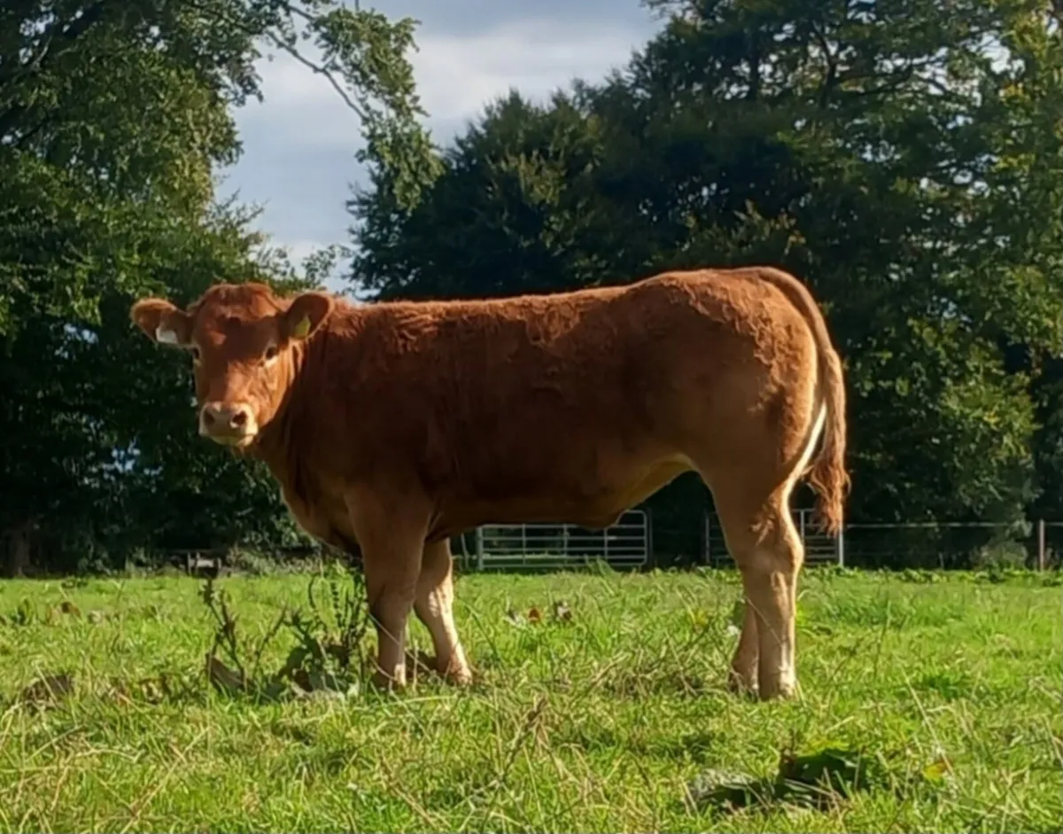 ONLINE TIMED AUCTION 17TH-20TH OCTOBER - Image 3