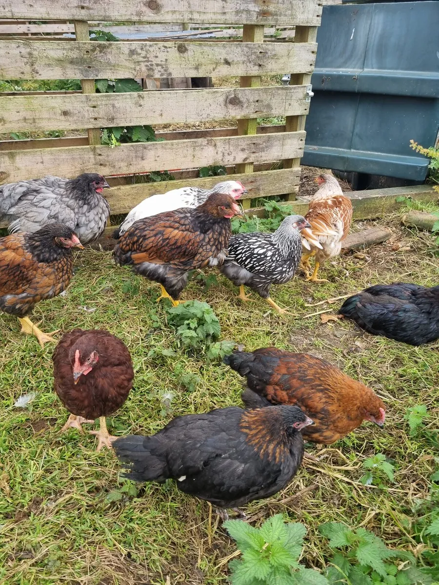 Poultry - Image 1