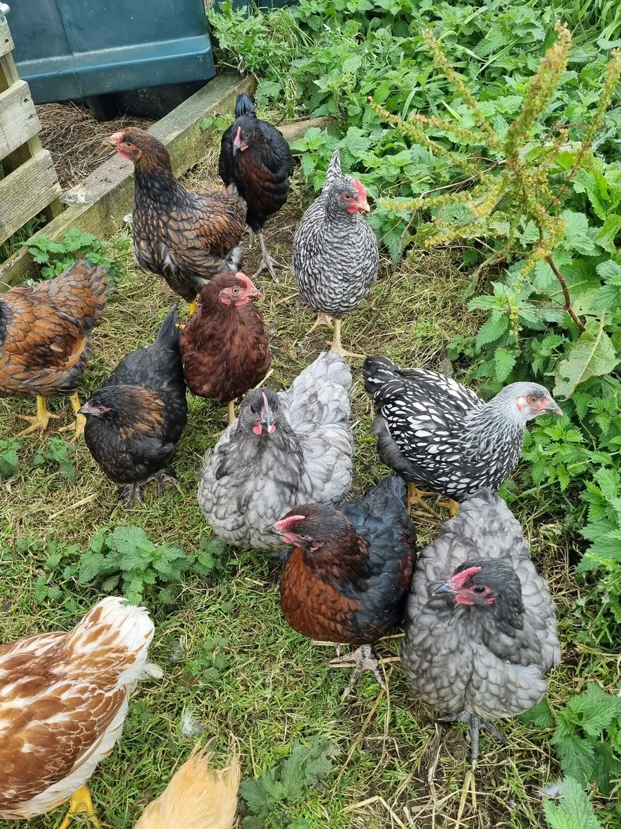 Poultry - Image 2