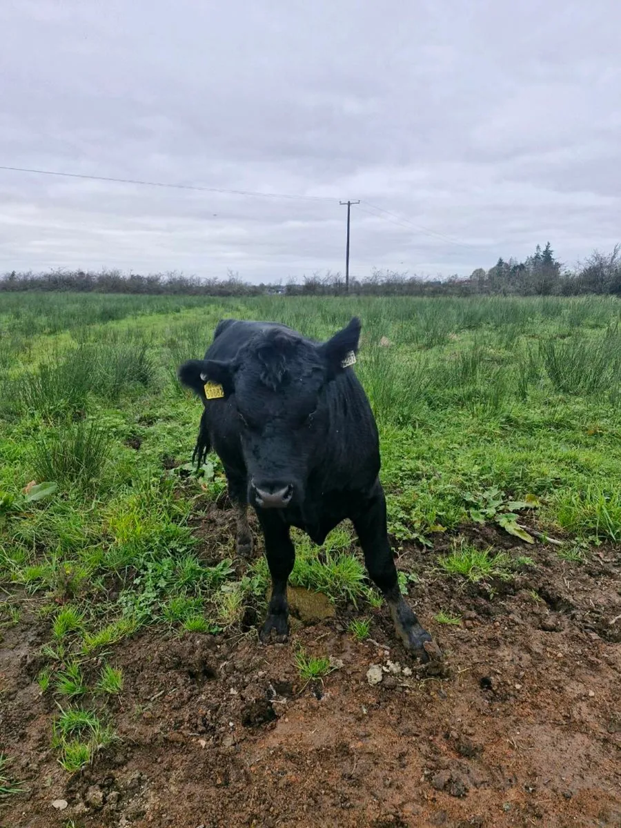 Angus Pb Bull - Image 1