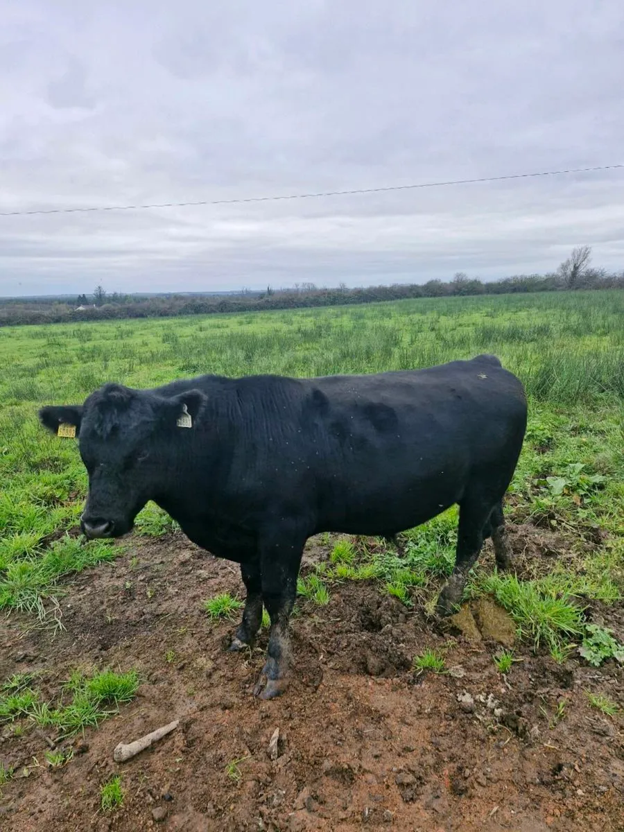 Angus Pb Bull - Image 2