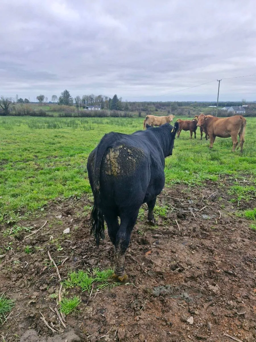 Angus Pb Bull - Image 3
