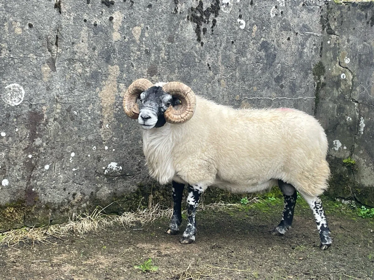Lanark rams - Image 1
