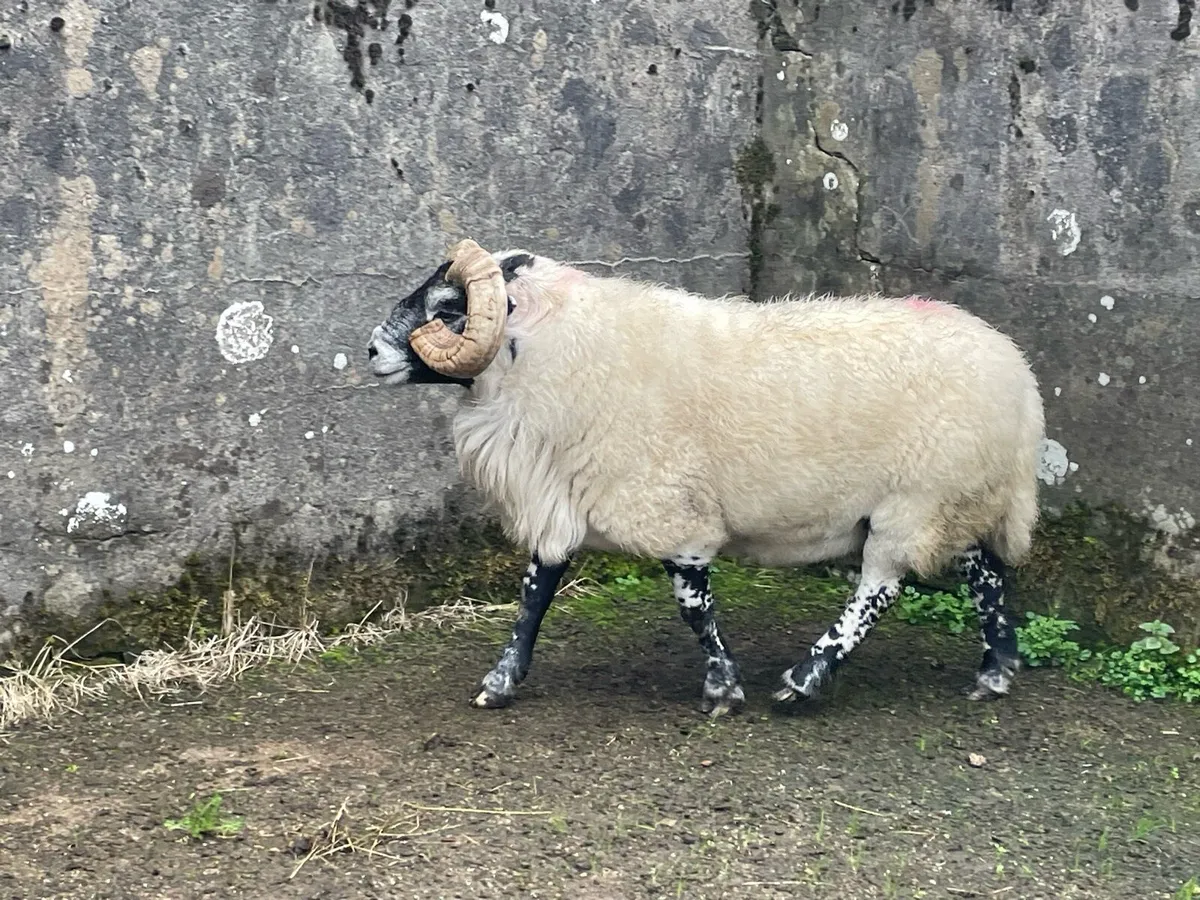 Lanark rams - Image 2