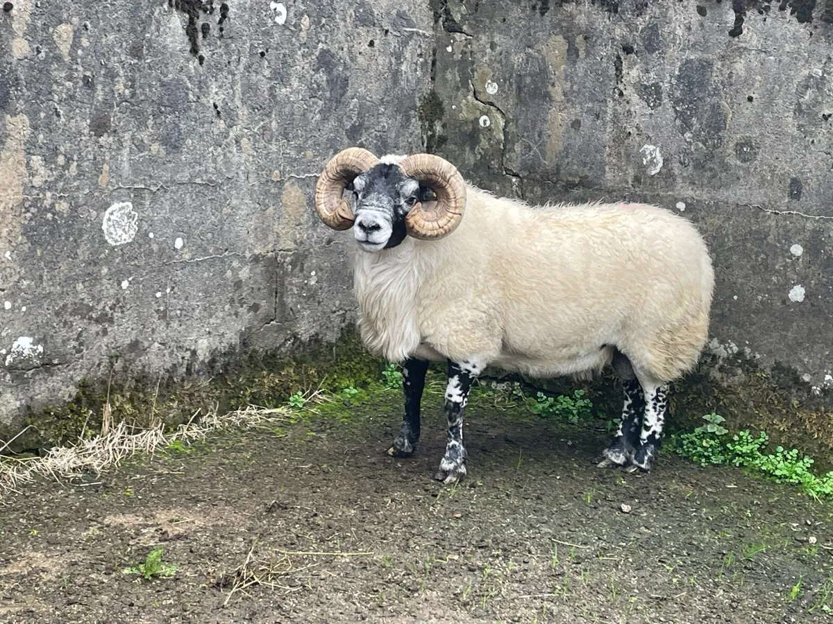 Lanark rams - Image 3