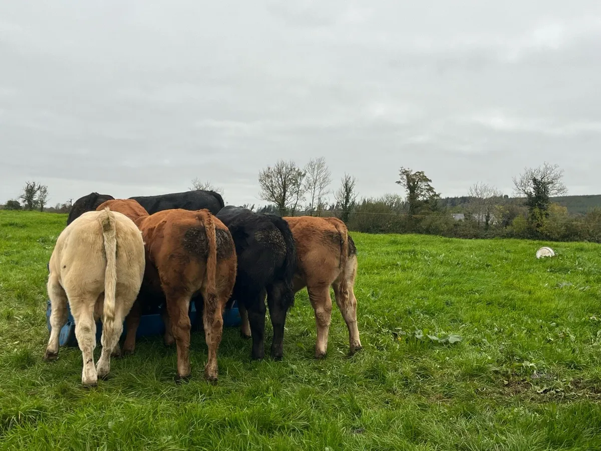 10 super Organic bull weanlings - Image 1