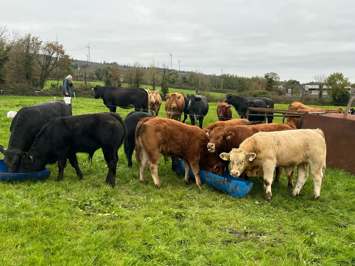 10 super Organic bull weanlings - Image 2