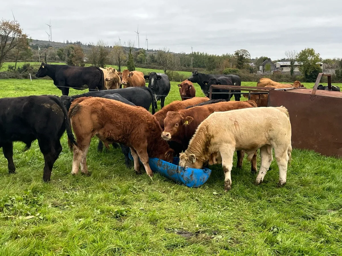 10 super Organic bull weanlings - Image 3