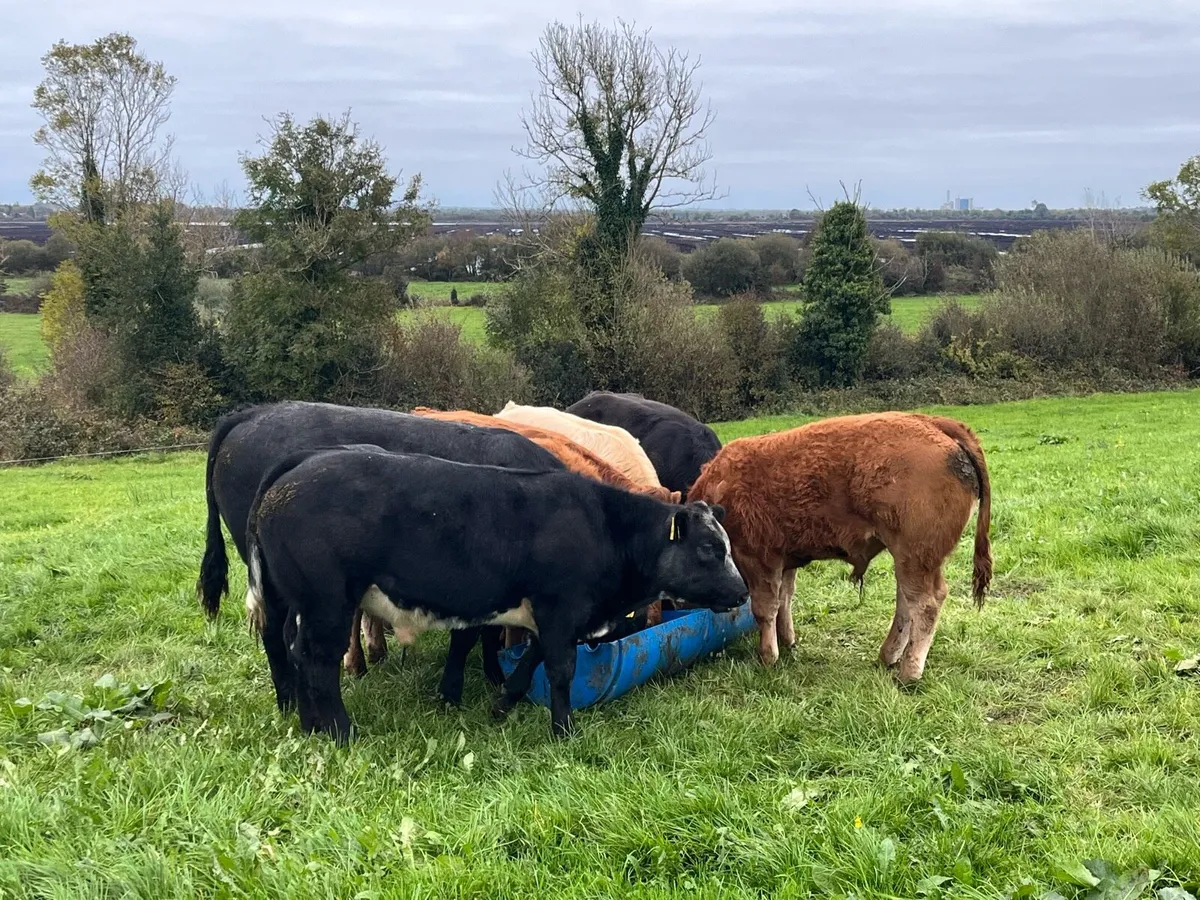 10 super Organic bull weanlings - Image 4