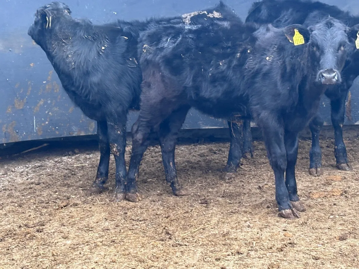 3 Angus & Limision Weanling heifers for sale - Image 2