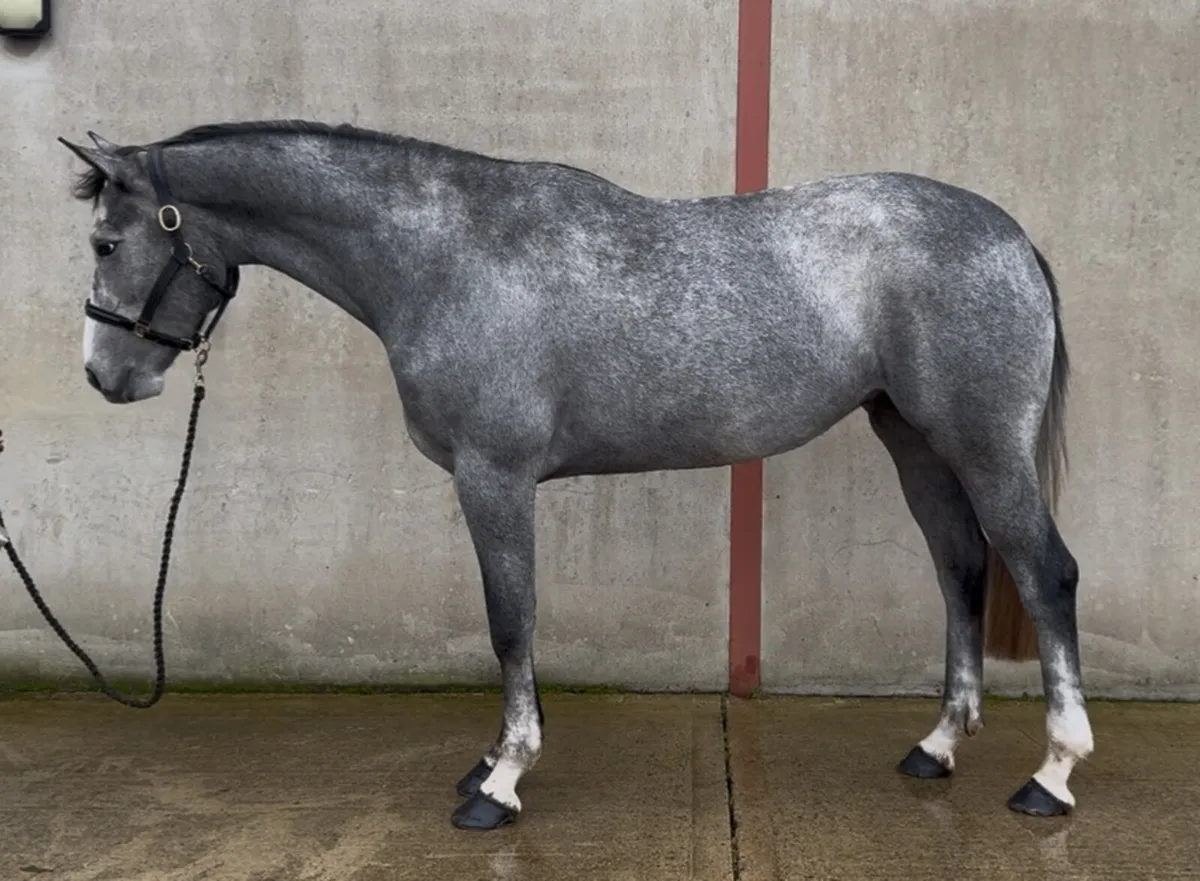 16.1 TIH mare - Image 1