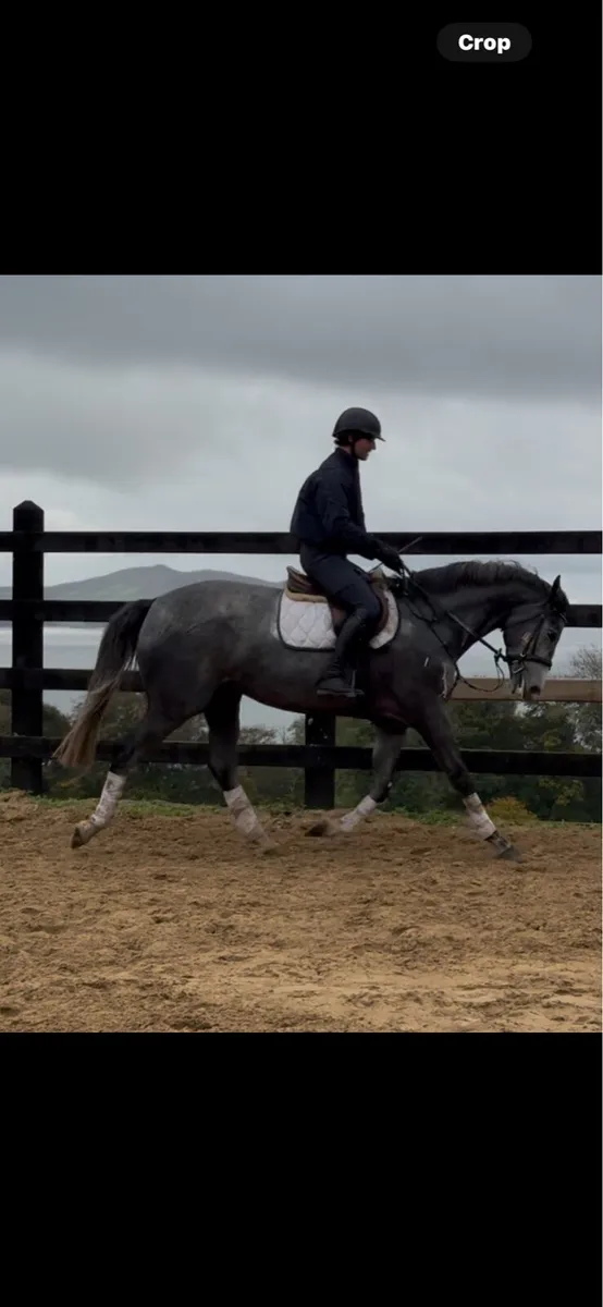 16.1 TIH mare - Image 3