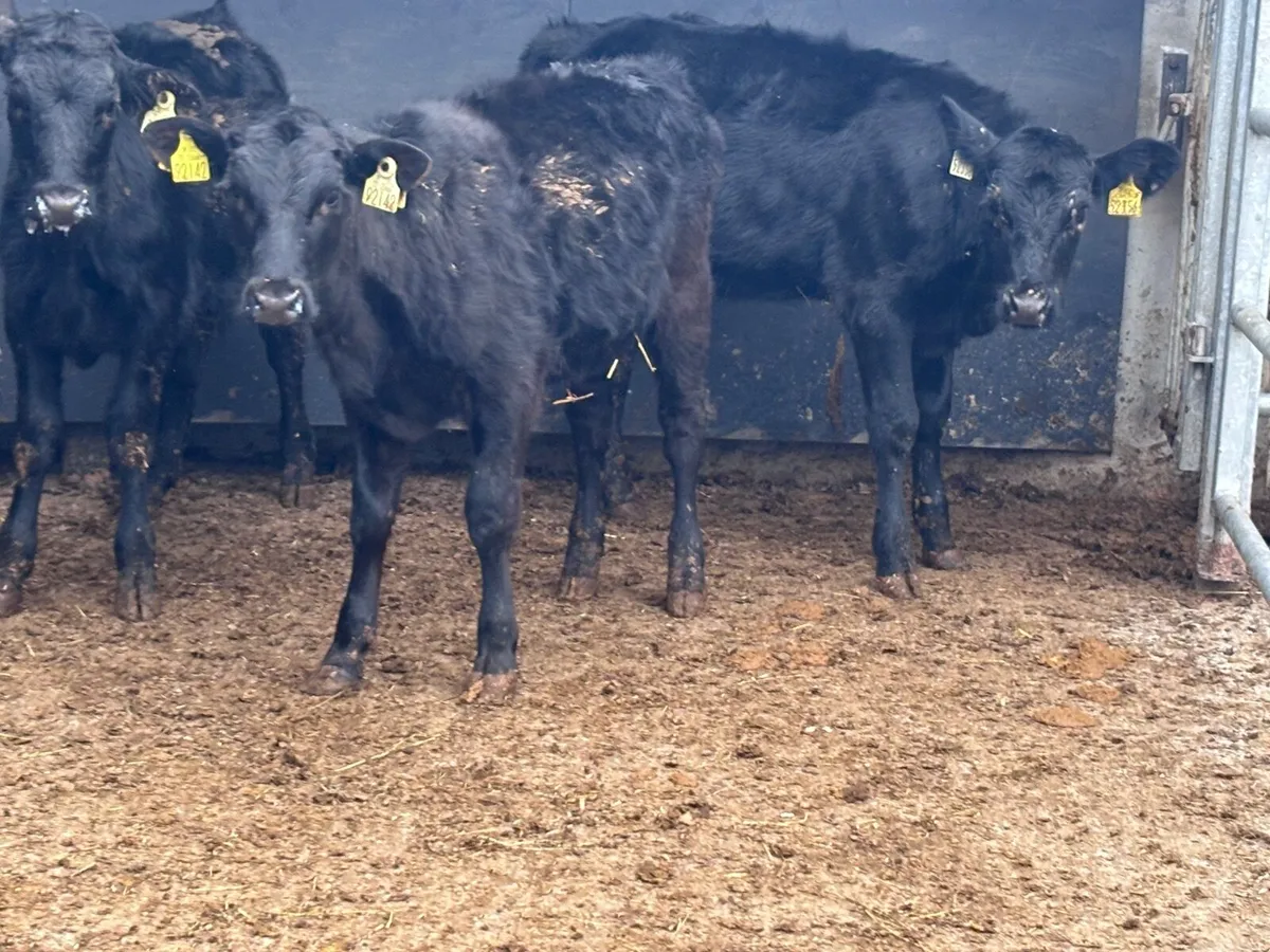 3 Angus & Limision Weanling heifers for sale - Image 3