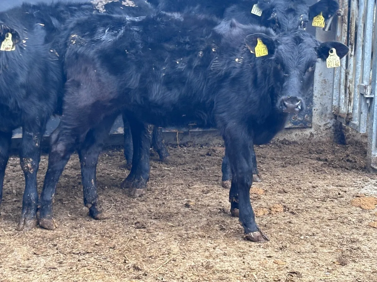 3 Angus & Limision Weanling heifers for sale - Image 1