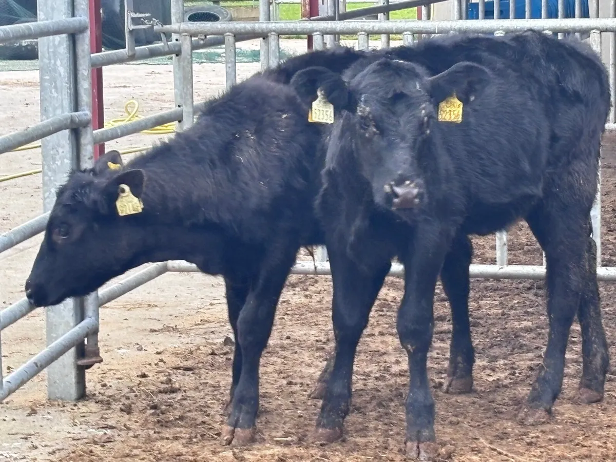 3 Angus & Limision Weanling heifers for sale - Image 4