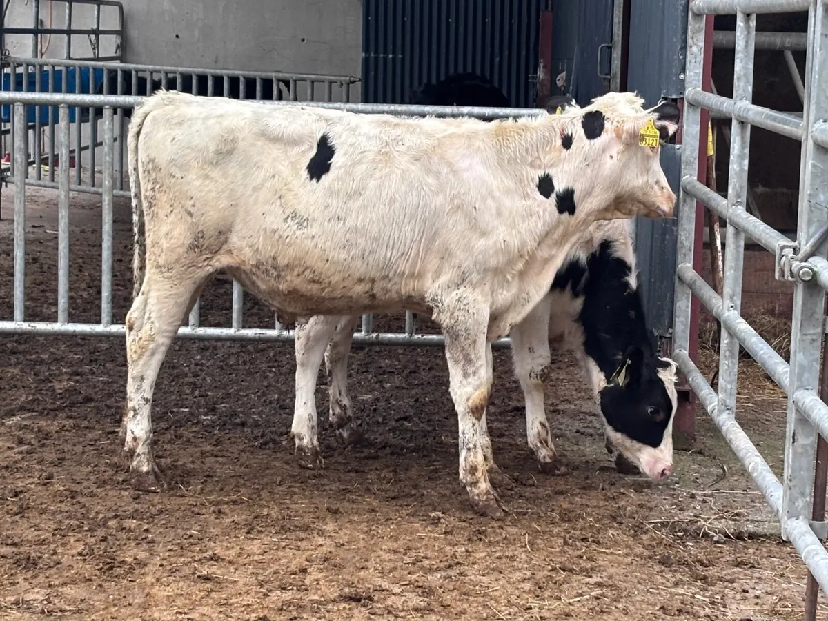 2 Freisan bull Weanlings for sale - Image 2
