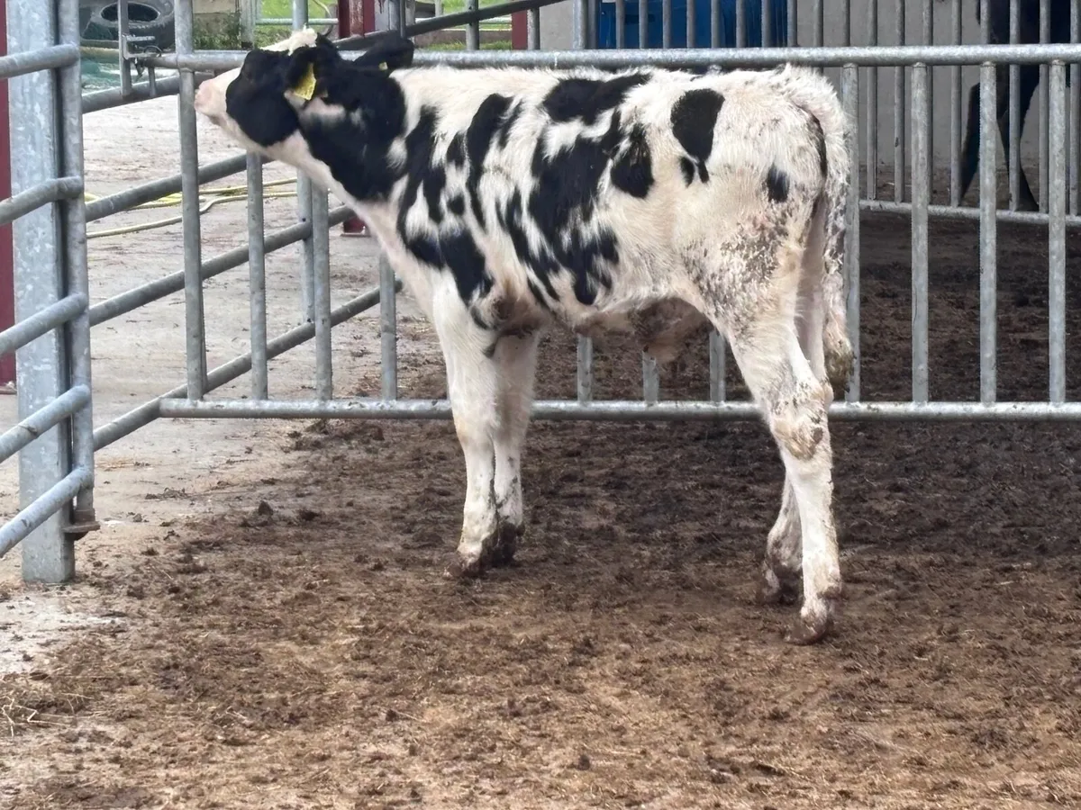 2 Freisan bull Weanlings for sale - Image 3
