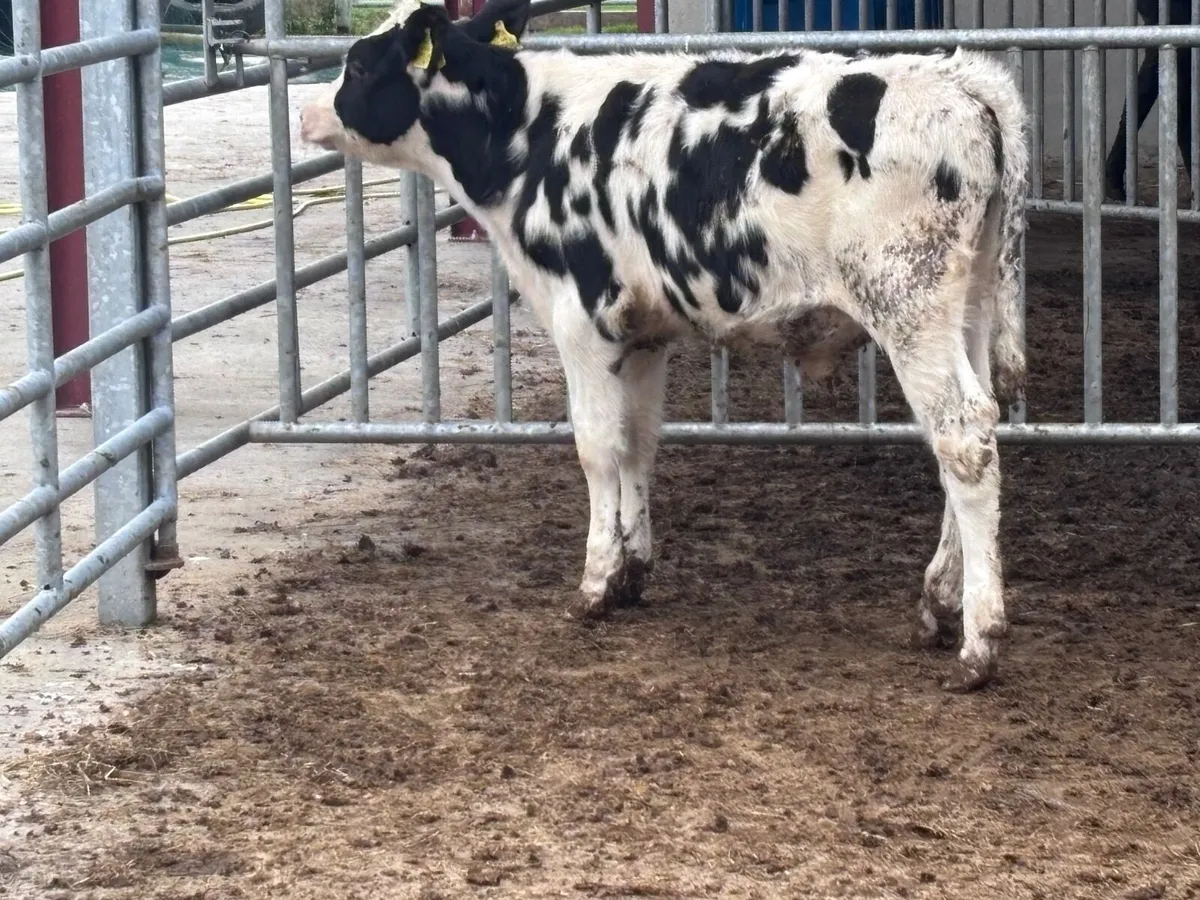 2 Freisan bull Weanlings for sale - Image 4