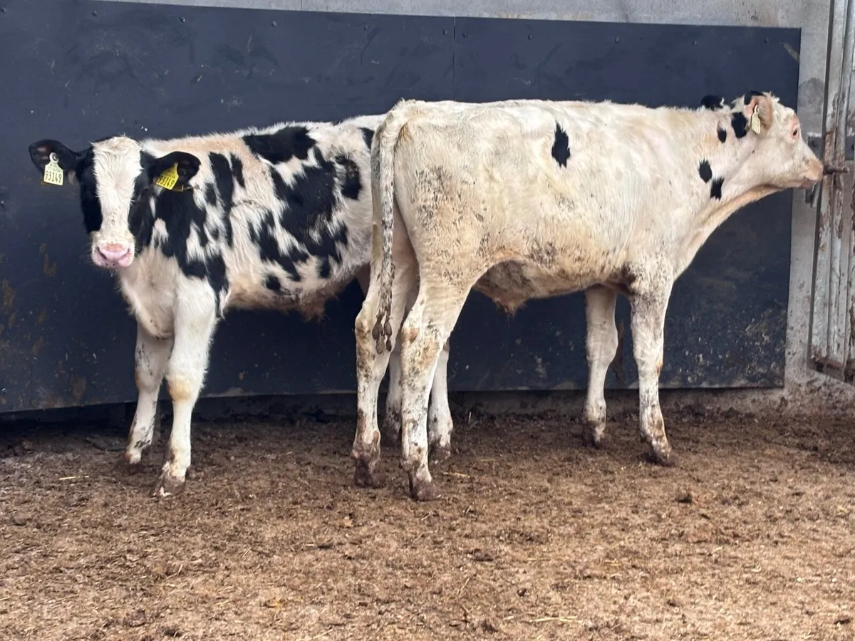 2 Freisan bull Weanlings for sale - Image 1