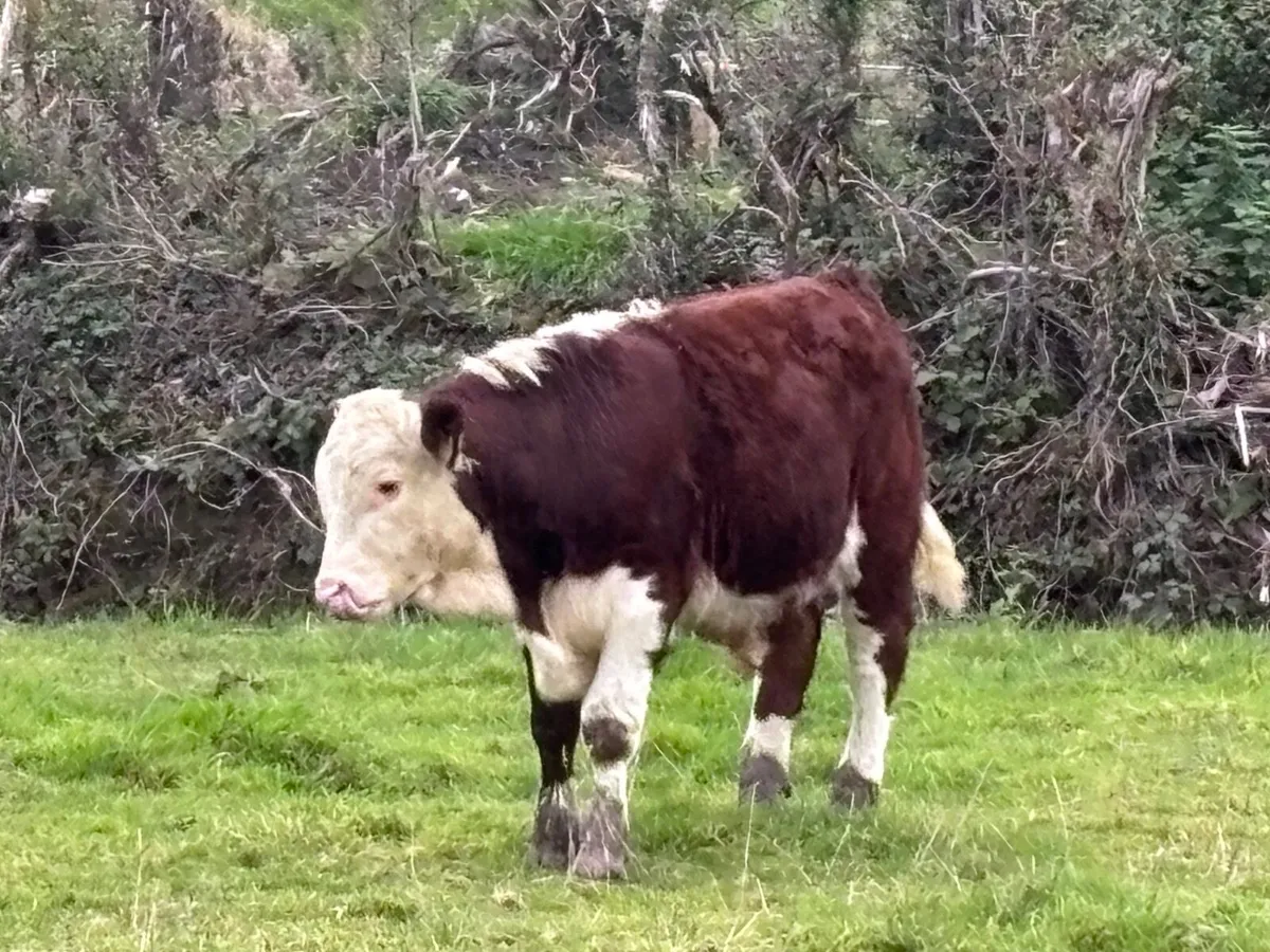 5 bull Weanlings for sale - Image 2