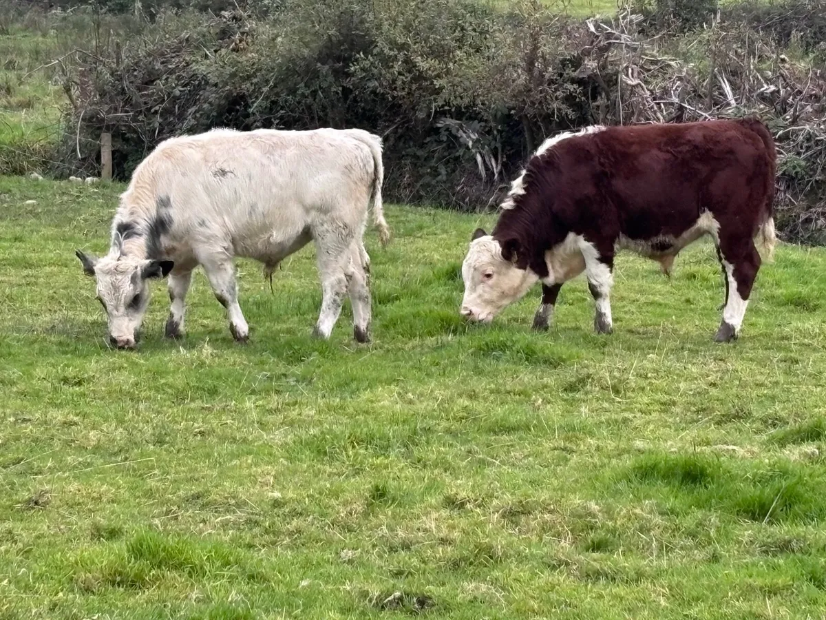 5 bull Weanlings for sale - Image 3