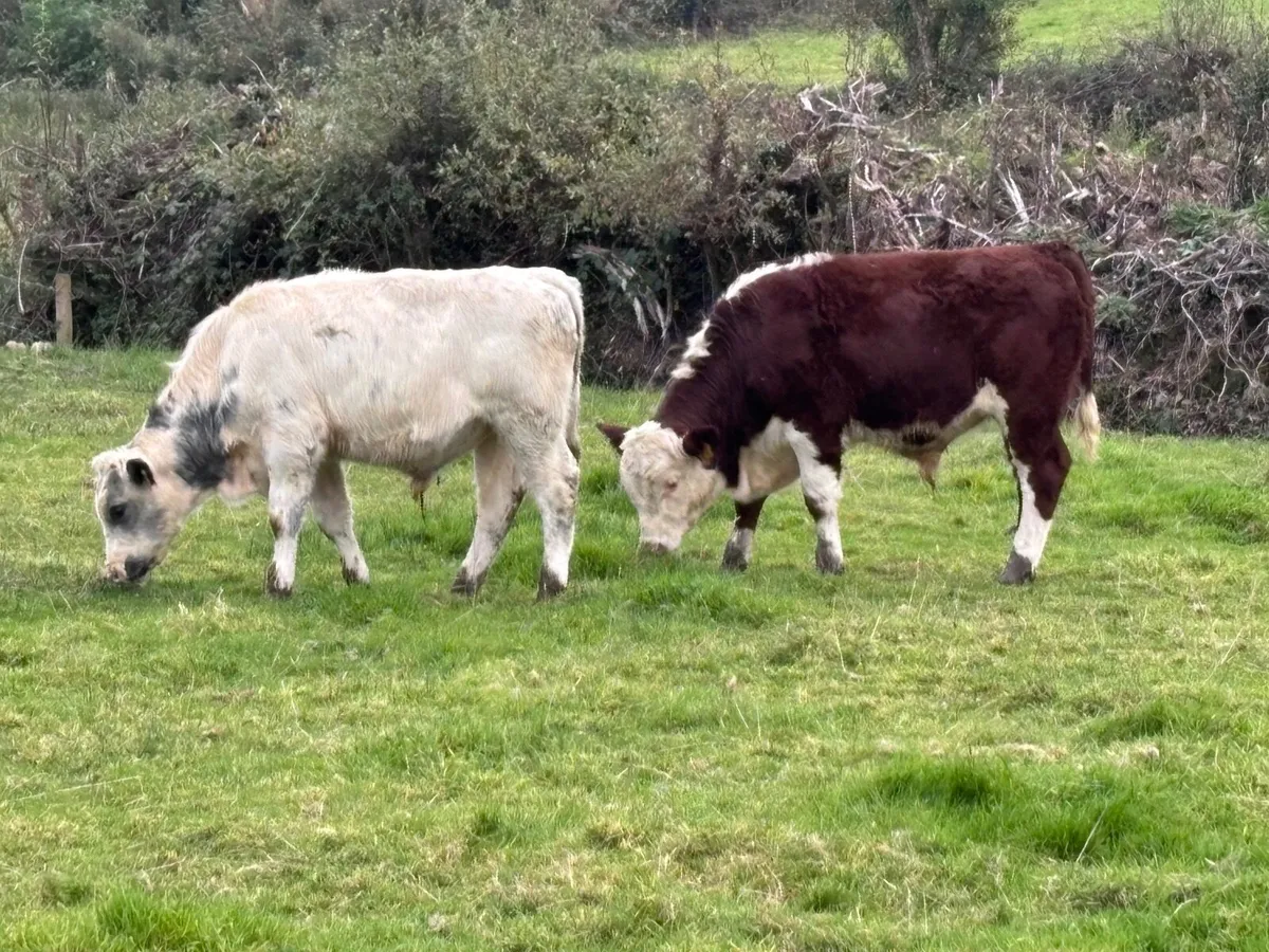 5 bull Weanlings for sale - Image 4