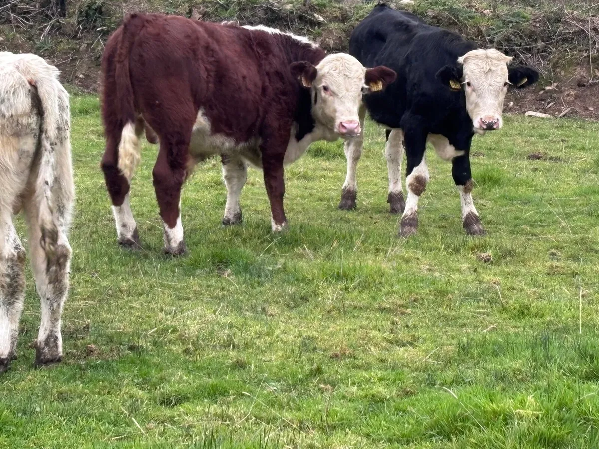 5 bull Weanlings for sale - Image 1