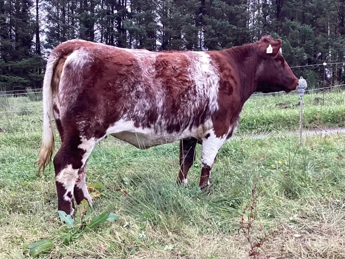 3 P.B.R Shorthorn Maiden Heifers - Image 3