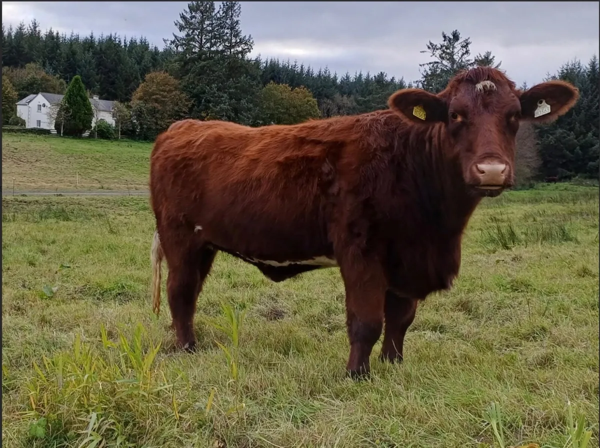 3 P.B.R Shorthorn Maiden Heifers - Image 4